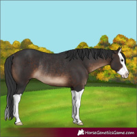 Horse Color:Brown Splash Rabicano