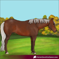 Horse Color:Silver Bay 