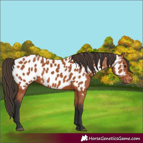 Horse Color:Bay Appaloosa 