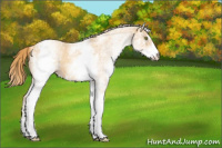 Horse Color:White Spotted Gold Champagne Roan 