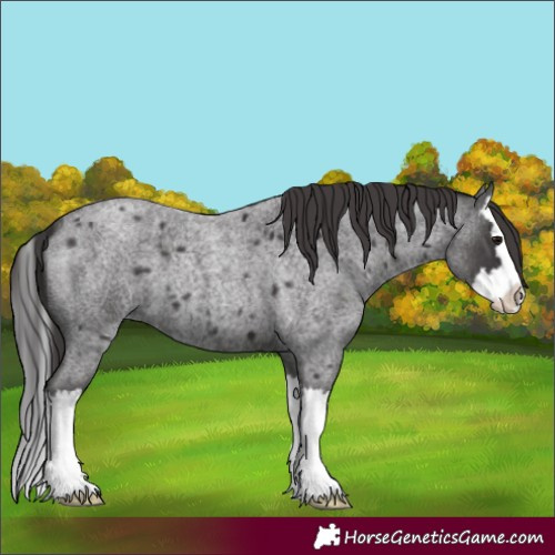Horse Color:Smoky Blue Roan Splash 