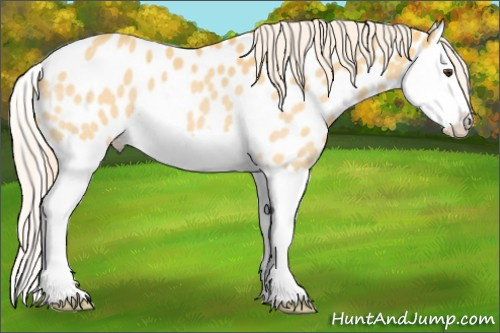 Horse Color:Palomino Roan Splash Appaloosa 
