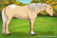Horse Color:Palomino Roan Appaloosa