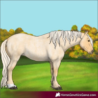 Horse Color:Palomino Roan 