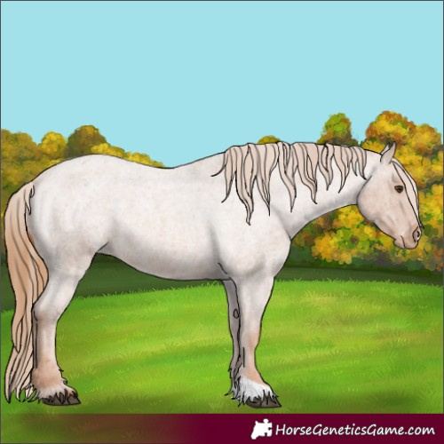 Horse Color:Red Roan Appaloosa 