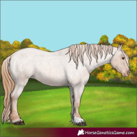 Horse Color:Red Roan Appaloosa 