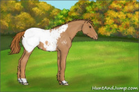 Horse Color:Red Roan Snowcap Rabicano