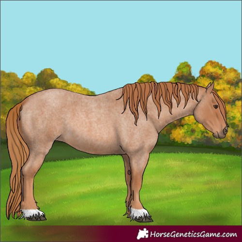 Horse Color:Red Roan 