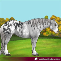 Horse Color:White Spotted Black Appaloosa 