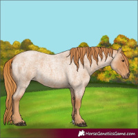 Horse Color:Red Roan 