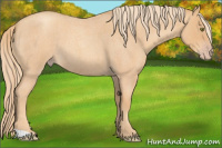 Horse Color:Gold Champagne Roan 