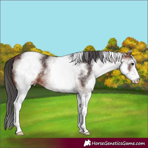 Horse Color:White Spotted Bay Sabino