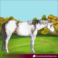 Horse Color:White Spotted Bay Sabino