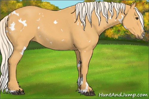 Horse Color:White Spotted Palomino Sabino Rabicano