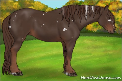 Horse Color:White Spotted Liver Chestnut Sabino 