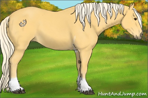 Horse Color:Palomino Tobiano 