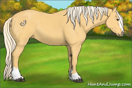 Horse Color:Palomino Sabino 