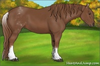 Horse Color:White Spotted Chestnut Sabino 