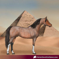 Horse Color:Bay Roan Tobiano