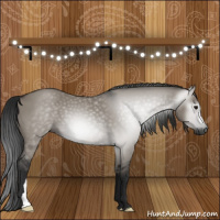 Horse Color:Gray Grullo 
