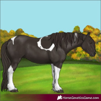 Horse Color:Liver Chestnut Tobiano