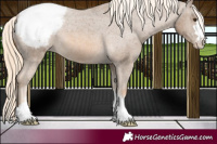 Horse Color:Chocolate Palomino Appaloosa