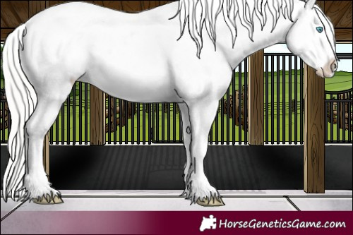 Horse Color:Cremello Dun Appaloosa 