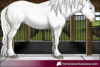 Horse Color:Cremello Dun Appaloosa