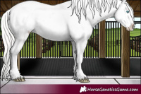 Horse Color:Cremello Dun Appaloosa