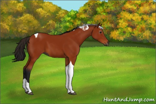 Horse Color:Gray Bay Tobiano