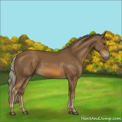 Horse Color:Chocolate Palomino 