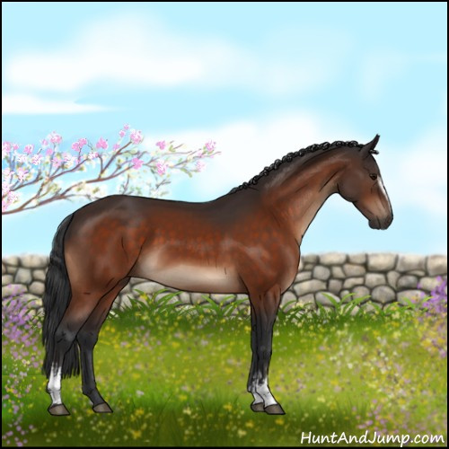 Horse Color:White Spotted Bay