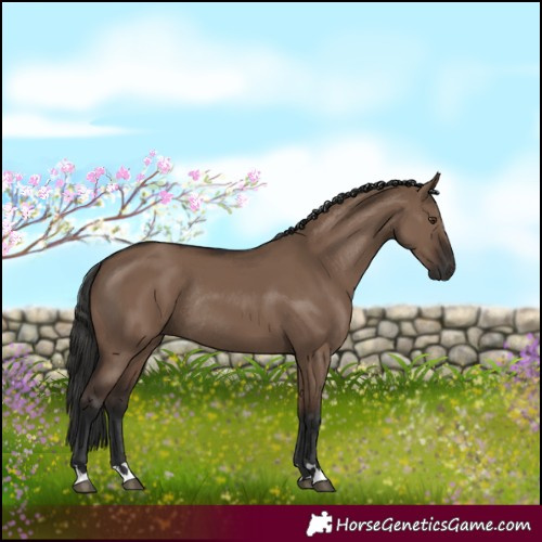 Horse Color:Liver Red Dun Rabicano 