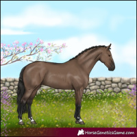 Horse Color:Liver Red Dun Rabicano 