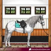 Horse Color:Grullo Appaloosa 