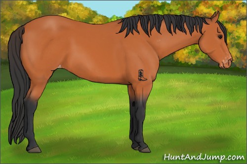Horse Color:Bay Varnish