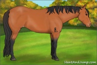 Horse Color:Bay Appaloosa 