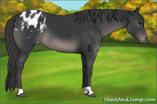 Horse Color:Black Appaloosa 