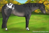 Horse Color:Black Appaloosa 