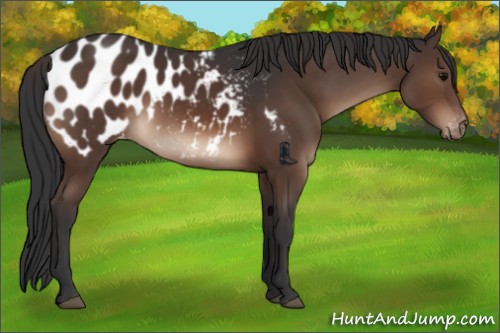 Horse Color:Brown Appaloosa Rabicano 