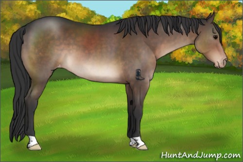 Horse Color:Brown Appaloosa 