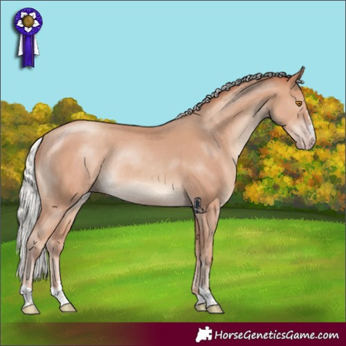 Horse Color:Silver Classic Champagne Rabicano 