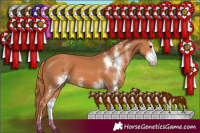 Horse Color:Chestnut Sabino