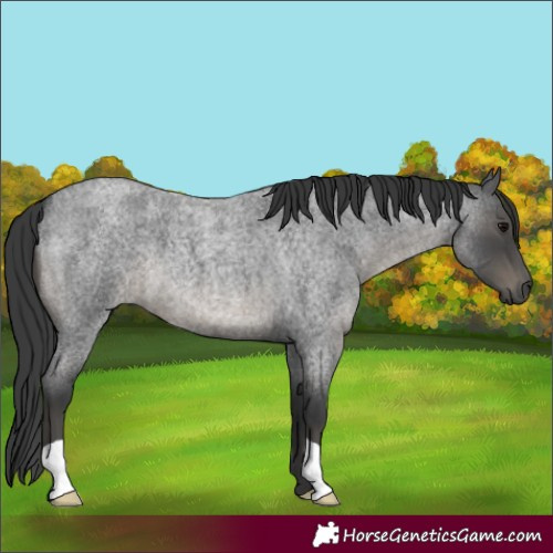 Horse Color:Blue Roan 