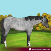 Horse Color:Blue Roan 
