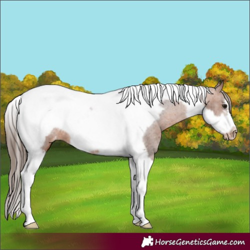 Horse Color:Bay Tobiano Frame Varnish 