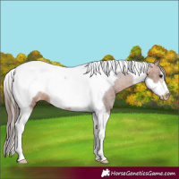 Horse Color:Bay Tobiano Frame Varnish 