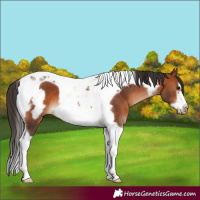 Horse Color:Bay Tobiano Frame 