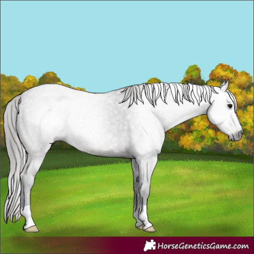 Horse Color:Gray Brown Appaloosa 