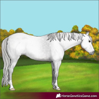 Horse Color:Gray Brown Appaloosa 